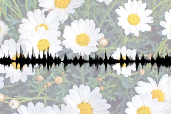 bilde av blomstereng med hvite blomster, lydbølger i forgrunn