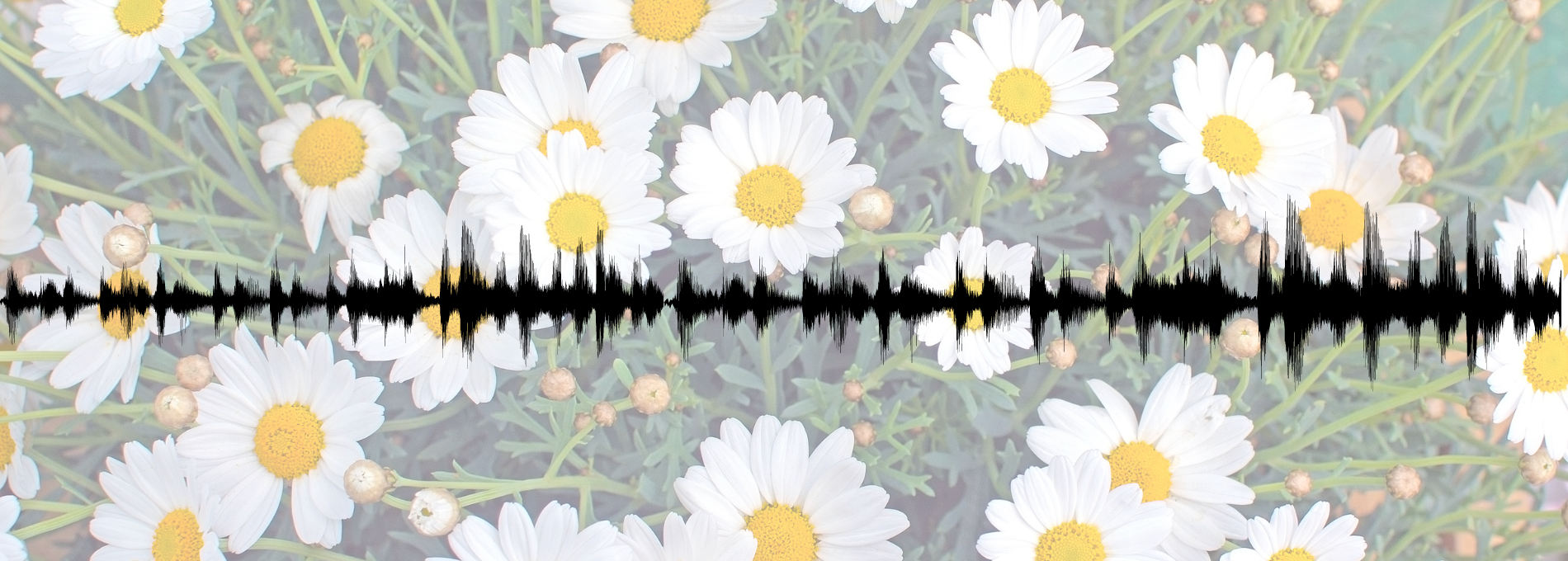 bilde av blomstereng med hvite blomster, lydbølger i forgrunn